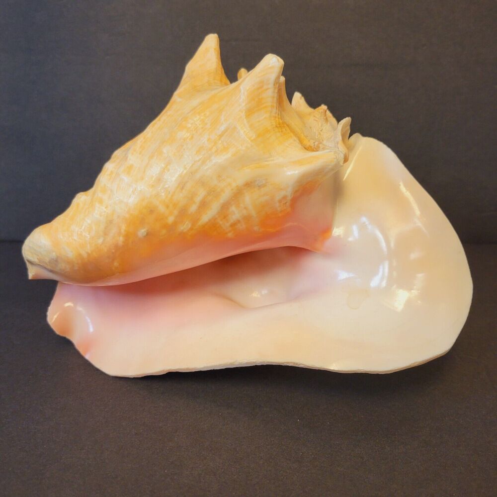 Conch Seashell Large 8,5"×6" Pink/Tan Tone Unique Retro Beach Decor Gift